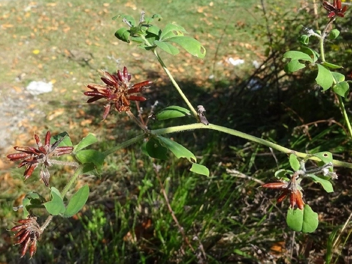Lotus rectus (Fabaceae)
